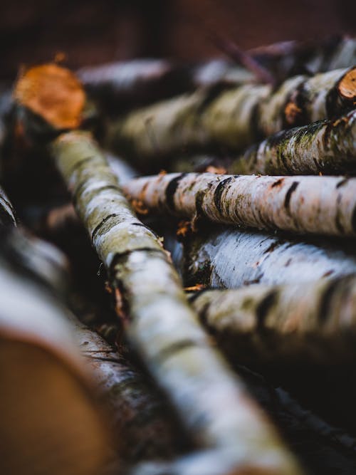 Pile of fallen branches of birch