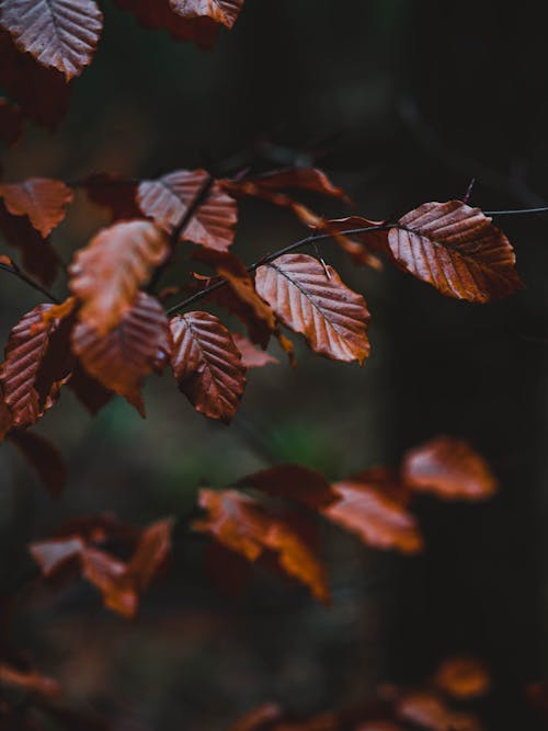 Person showing dried autumn leaves on branch · Free Stock Photo