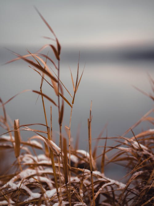 Dry grass growing on snowy coast of pond
