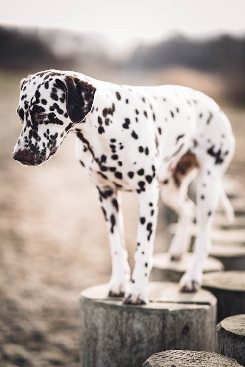 Curious Dalmatian standing on wooden stumps