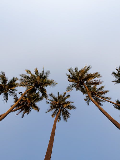 Бесплатное стоковое фото с вертикальный выстрел, кокосовые пальмы, низкоугольный выстрел