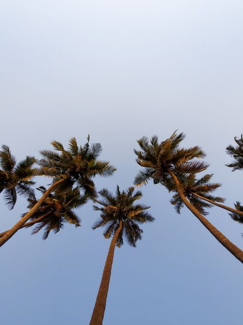 Free Low-angle shot of towering palm trees against a clear blue sky, depicting serene tropical nature. Stock Photo