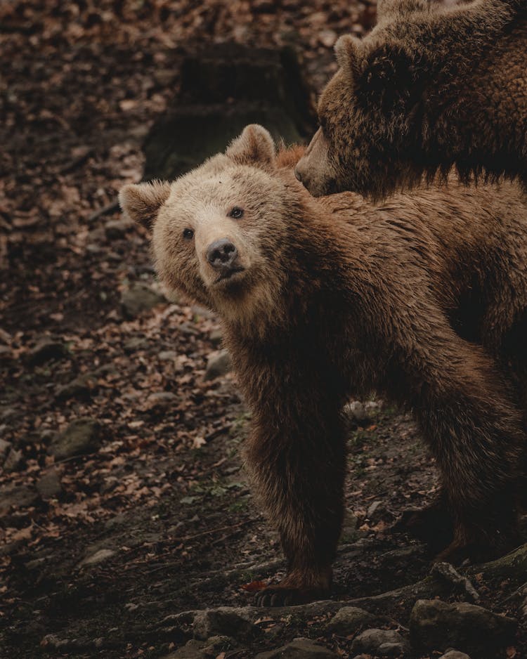 Bear Cub Walking Near Mother