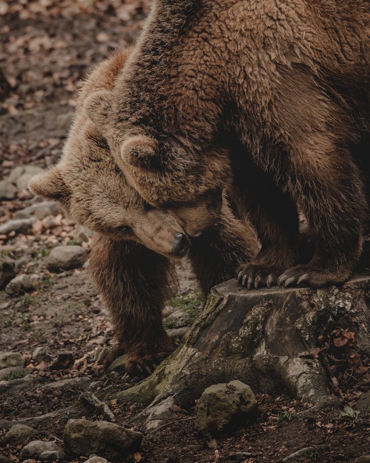 Wild Brown Bears Expressing Affection