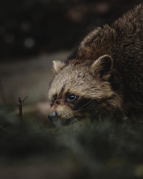 Attentive wild raccoon looking away and growling while hiding in grass and hunting in countryside