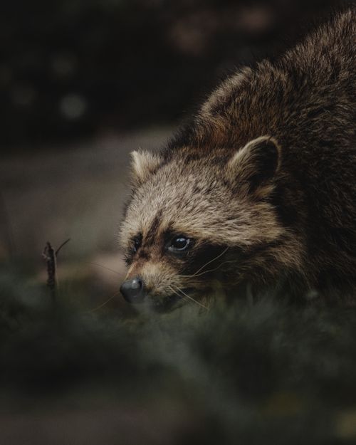 Free Attentive wild raccoon looking away and growling while hiding in grass and hunting in countryside Stock Photo