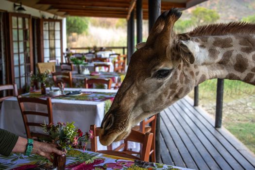 A close-up of a giraffe exploring a dining table setup on an outdoor deck.