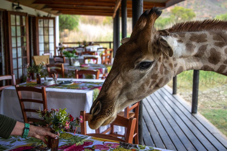 The Ultimate Guide to Luxury Safari Experiences in Africa