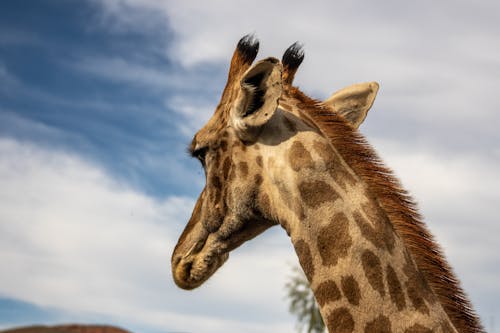 Close-Up Shot of a Giraffe