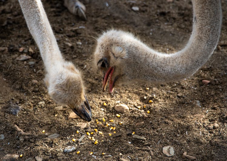 Close Up Photo Of Ostriches