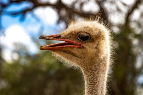 Free Close-Up Shot of an Ostrich Stock Photo