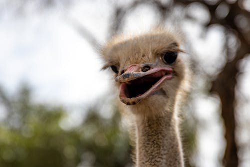 Free Close-Up Shot of an Ostrich Stock Photo