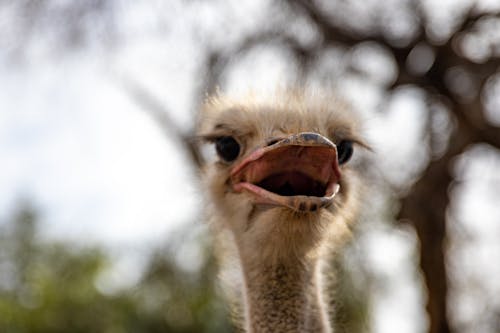 Close Up Photo of an Ostrich