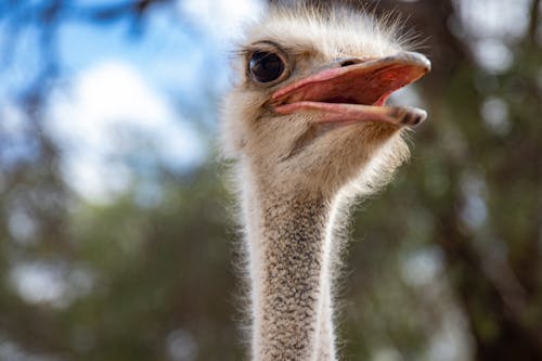 Free White Hairy Ostrich Head Stock Photo