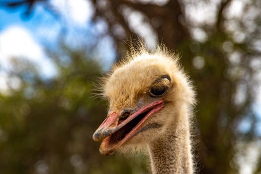 Detailed close-up of an ostrich's head with a blurred natural background.