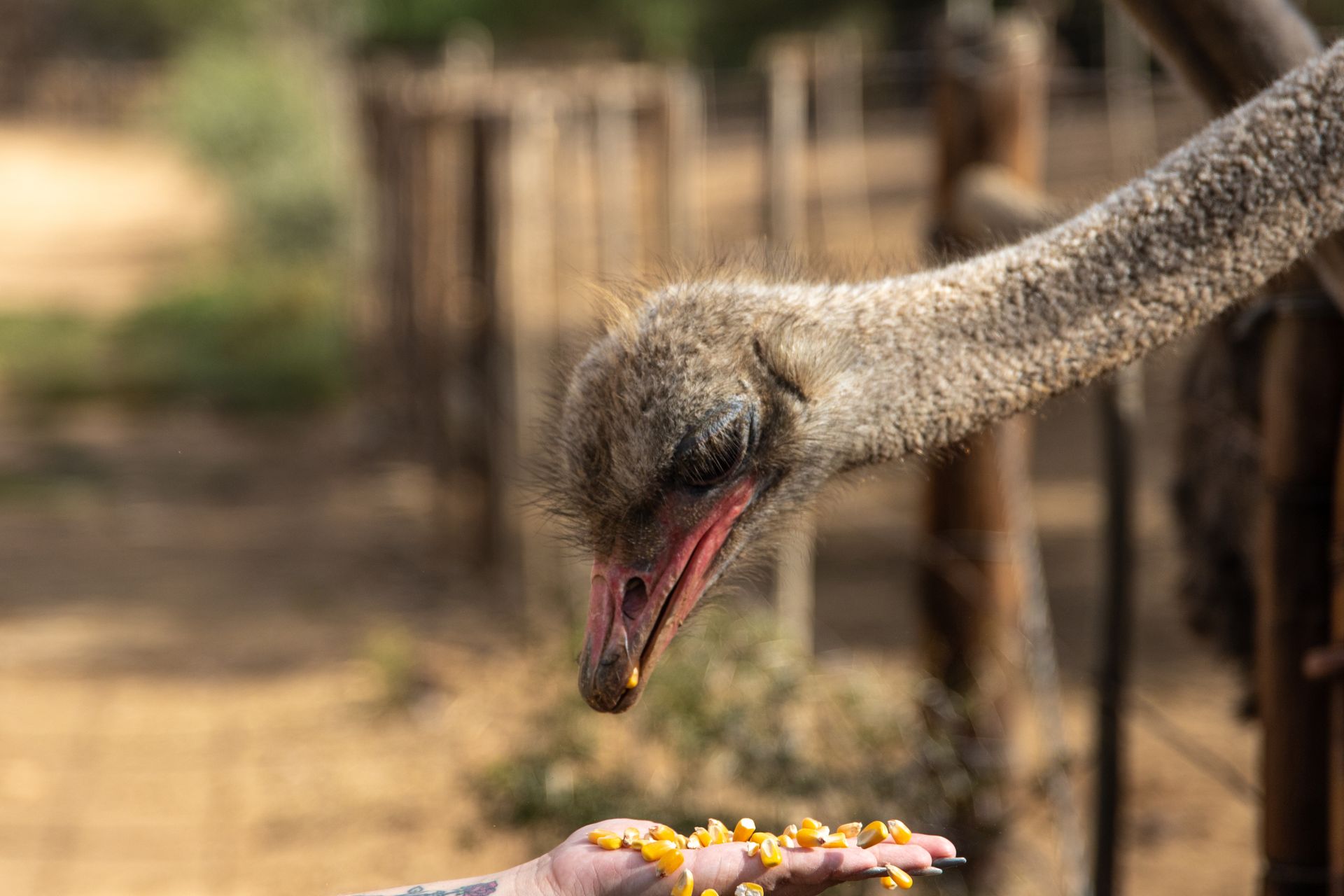 Person Feeding an Ostrich