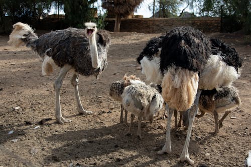 White and Black Ostrich on Brown Soil