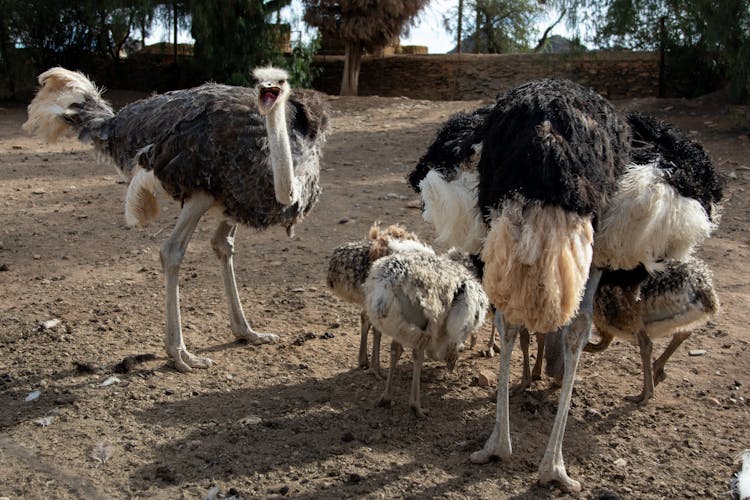 White And Black Ostrich On Brown Soil