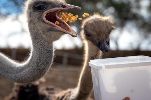 Ostrich Eating Corn Kernels