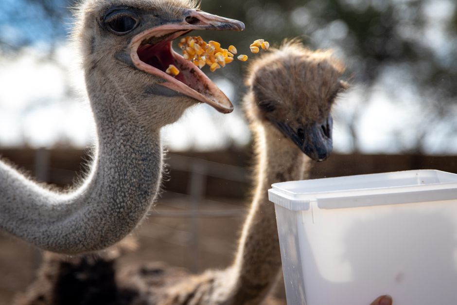 Trekking au Parc Ostrich Farm - Sentier Naturel