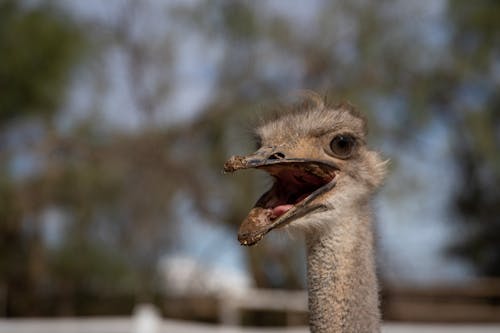 Close Up Photography of an Ostrich