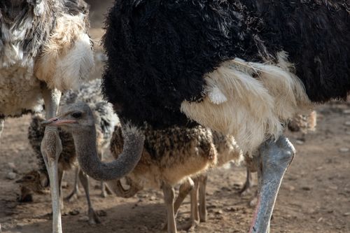 Free A detailed view of ostriches with textured feathers in an outdoor setting. Stock Photo