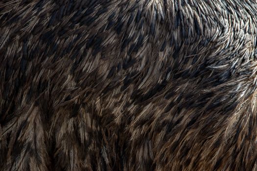 Detailed close-up of bird feathers displaying intricate patterns and texture.