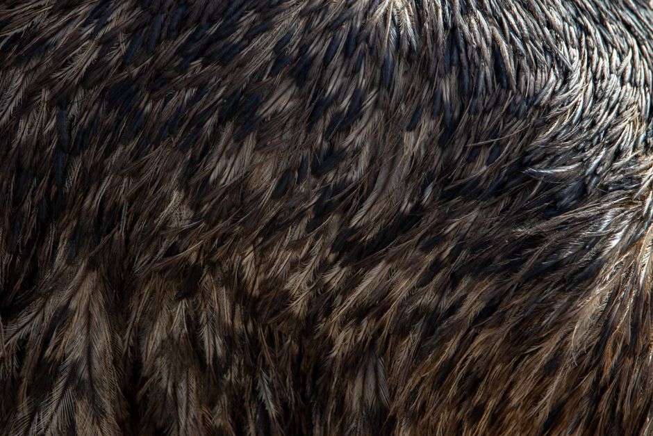 Detailed close-up of bird feathers displaying intricate patterns and texture.