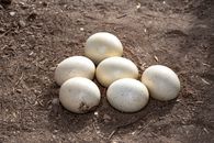 Eggs on Brown Soil