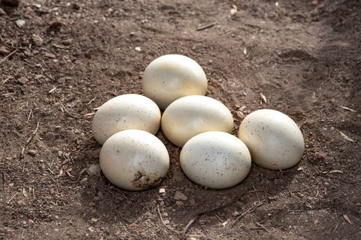 Eggs on Brown Soil