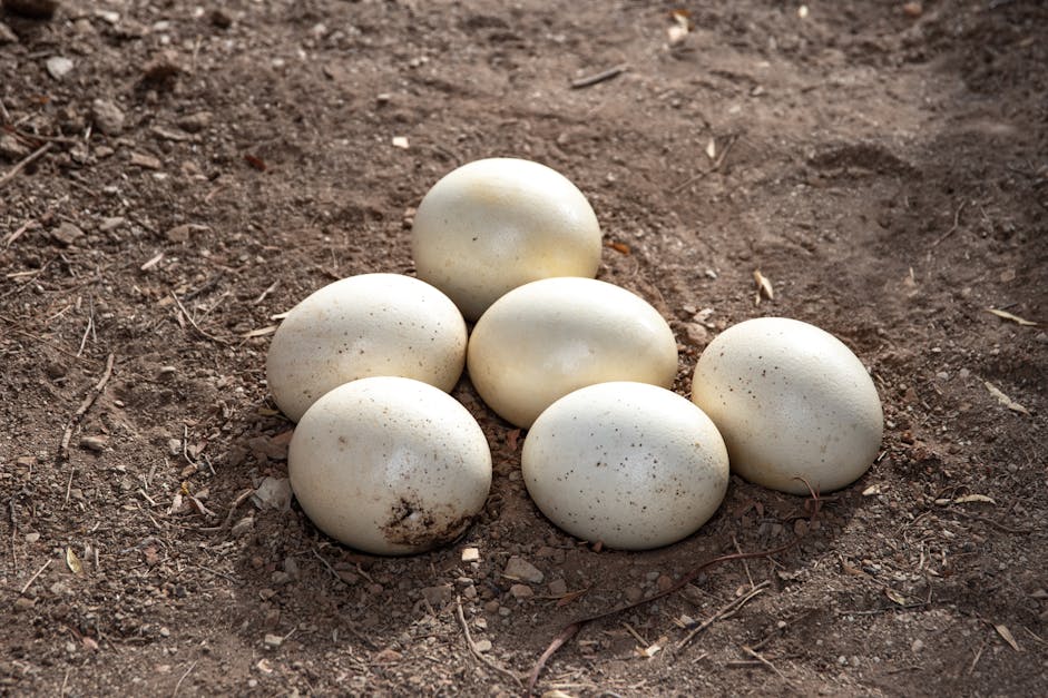 How do chicken fertilize their eggs