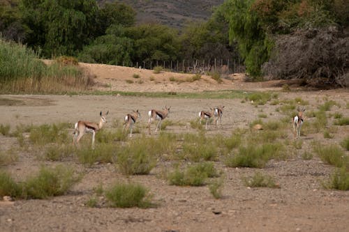 Kostnadsfri bild av antilop, besättning, djurfotografi