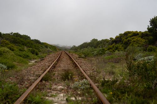 Free Rustic railway tracks cutting through lush, overgrown vegetation under a misty sky, evoking a sense of adventure. Stock Photo