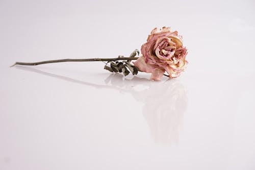 Photo of a Pink Rose on White Surface