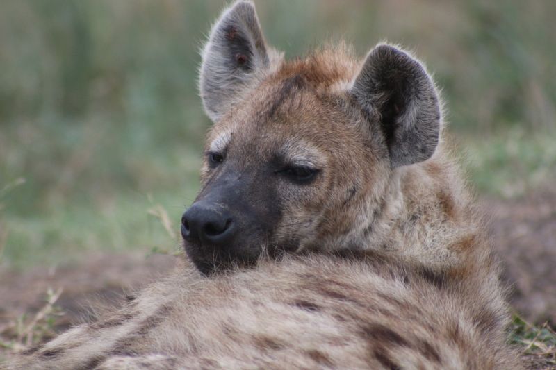 A brown hyena resting in the African savanna at dusk