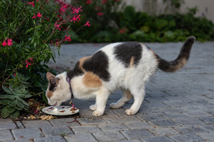 Photograph Of A Cat Eating Near Flowers