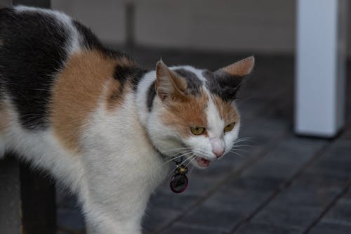 Free Selective Focus Photo of a Calico Cat Stock Photo