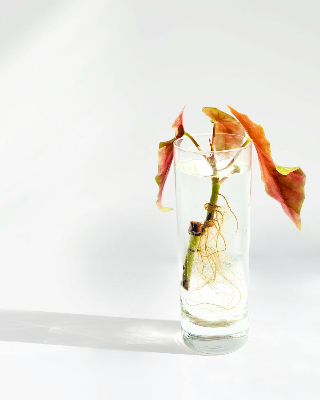 geranium stem cuttings in water, showing new root growth