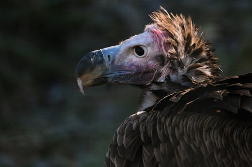 Free Detailed close-up of a vulture showcasing its feathers and beak in a natural setting. Stock Photo