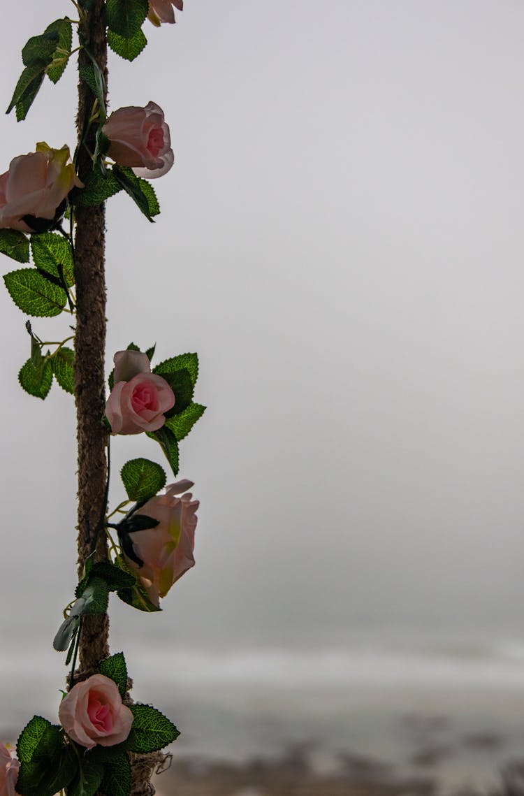 Pink Roses On Coco Pole 