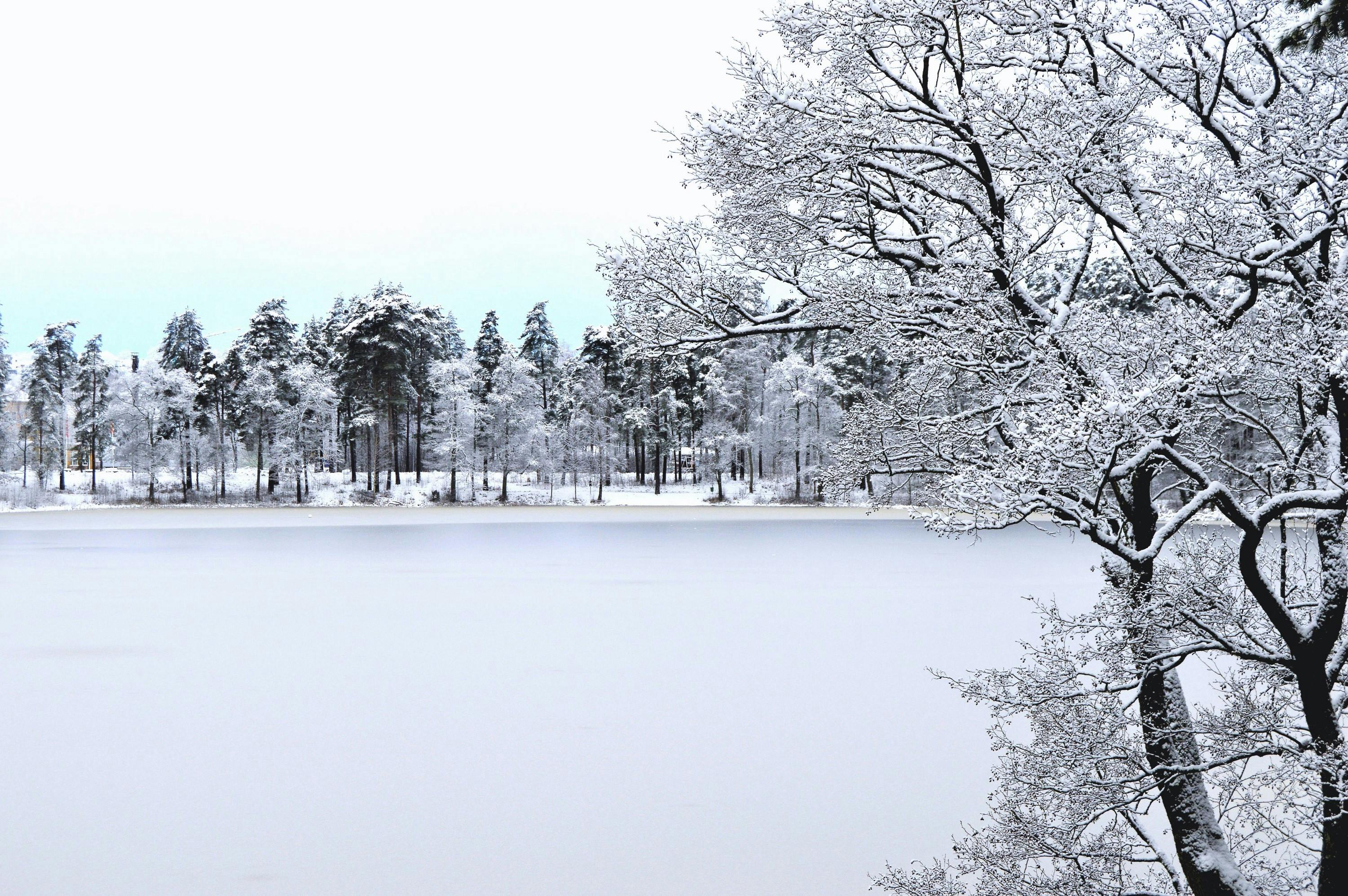 photo of forest with snow