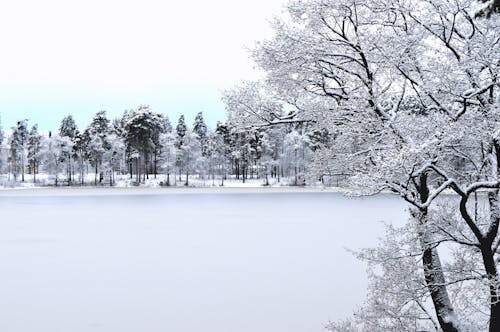 Foto Des Waldes Mit Schnee