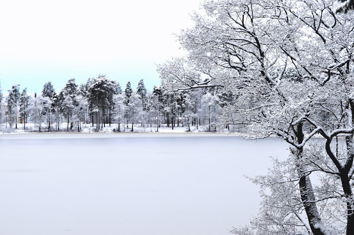 Foto De Bosque Con Nieve