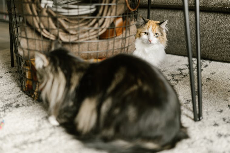 Two fluffy cats lounging beside a basket on a carpeted floor, creating a cozy indoor scene.
