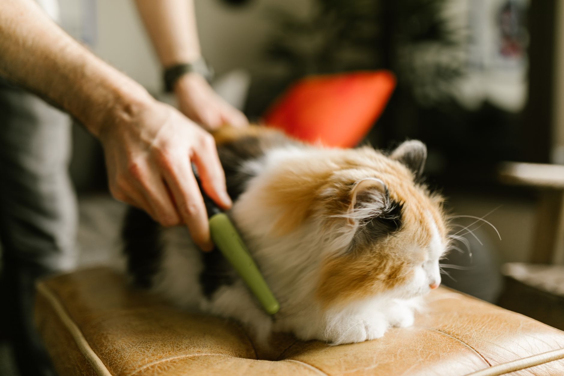 longhaired cat being gently brushed by owner