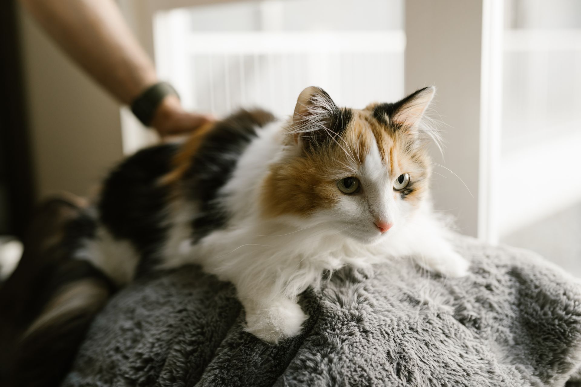 Close Up Photo of Cat on Gray Carpet