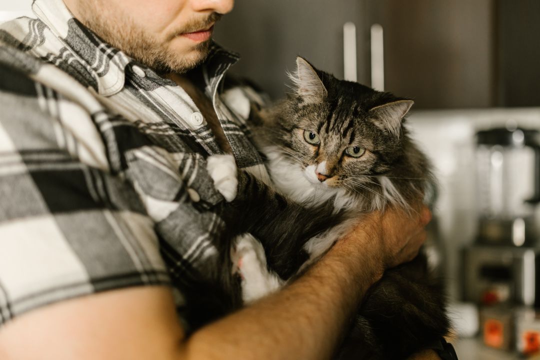 Unlocking Cat Personality Types: Traits & Characteristics