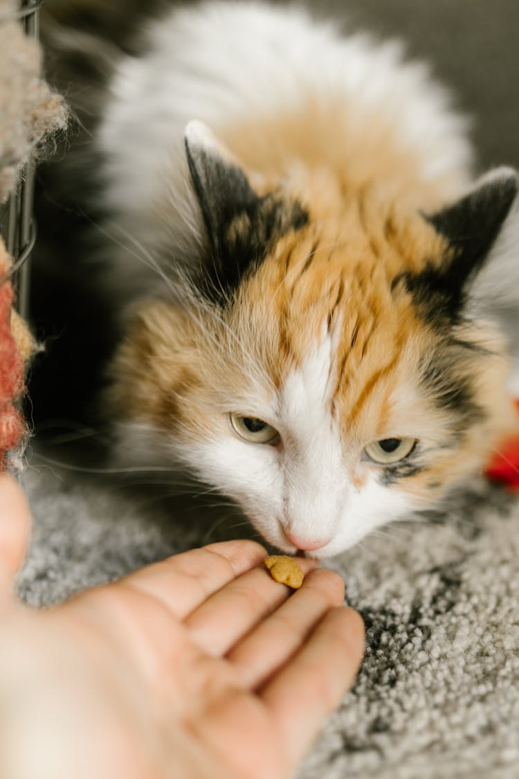 Close Up Photo Of Person Feeding A Cat