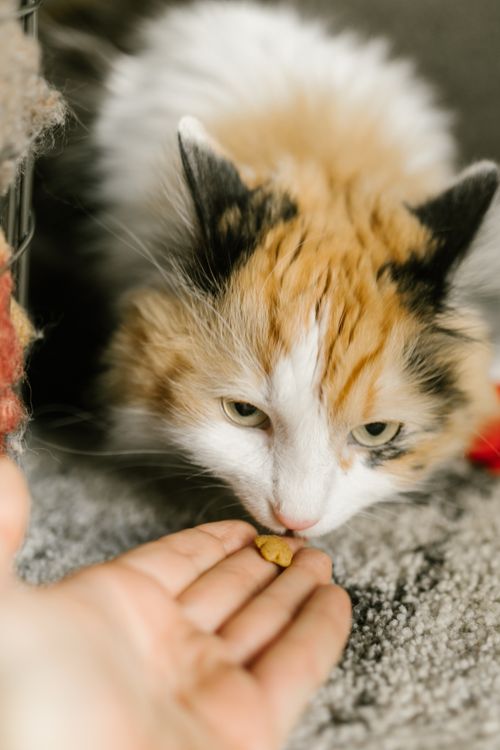 Free Close-up of a calico cat eating from a human hand with soft focus. Stock Photo