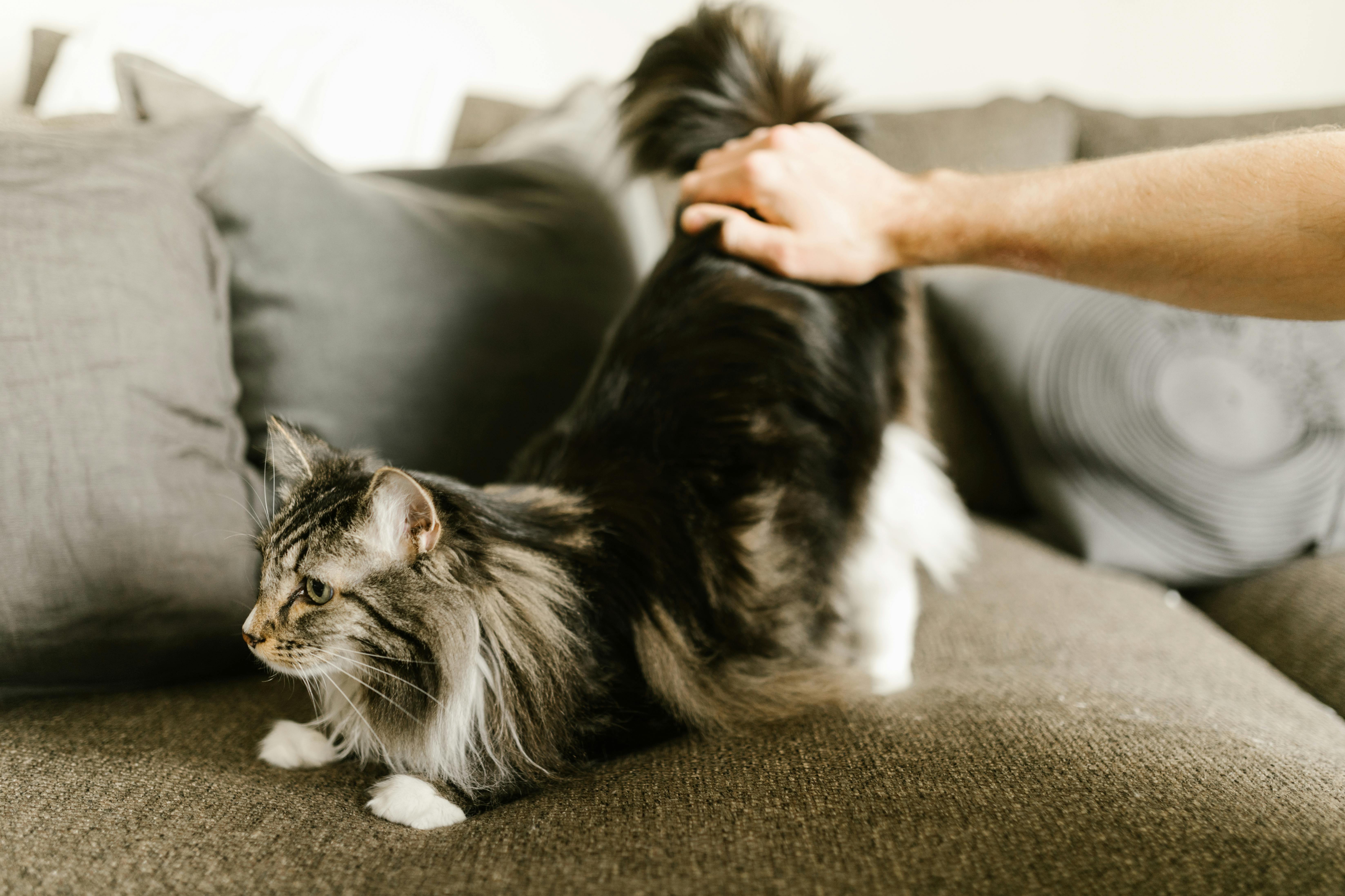 pet insurance pet wellness — Photo by RDNE Stock project on Pexels